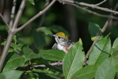 Chestnut-sided Warbler