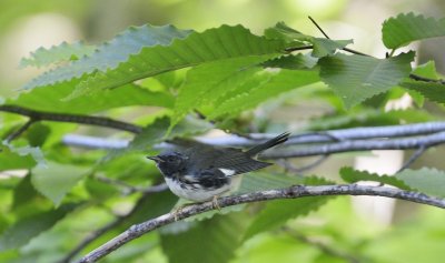 Black-throated Blue Warbler (Immature)
