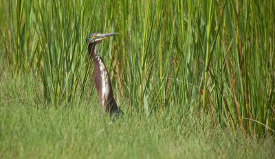 Green Heron