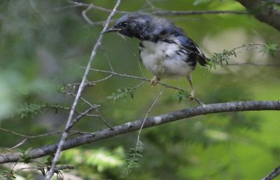 Black-throated Blue Warbler (Immature)