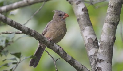 Juvenile Cardinal (Female)