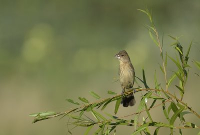 Blue Grosbeak (Female)