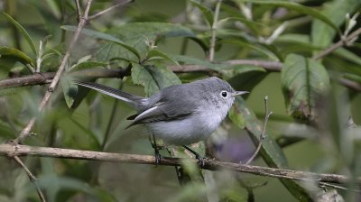 Blue-grey Gnatcatcher (Fall Plumage)