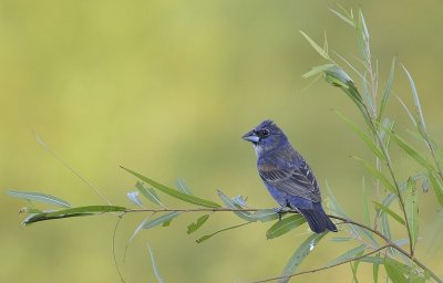 Blue Grosbeak (Male)