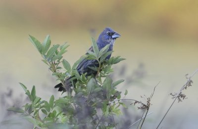 Blue Grosbeak (Male)