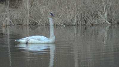 Trumpeter Swan on Airlie Pond
