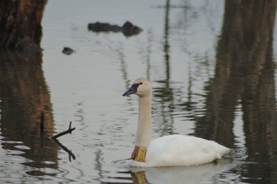 Swan on Airlie Pond