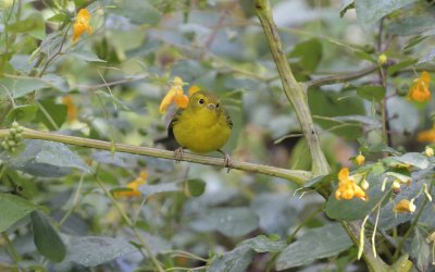 Yellow Warbler (Fall Plumage)