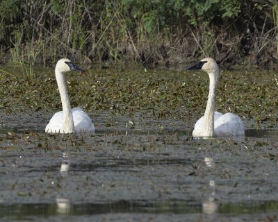 Pair of Trumpeter Swans