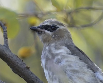 Waxwing (Immature)