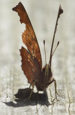 Comma Butterfly