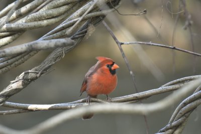 Northern Cardinal (Male in Fall Plumage)