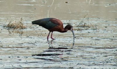 White-faced Ibis