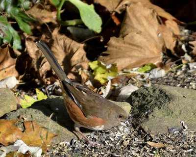 Eastern Towhee (Female)