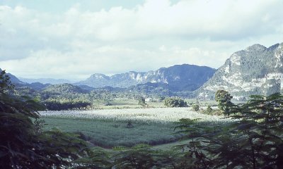 Sugar Cane farm in Puerto Rico