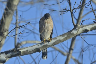 Mr. (or Mrs.) Cooper's Hawk