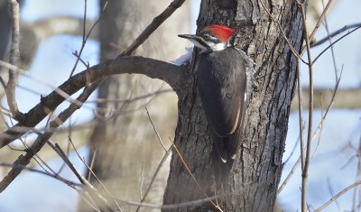 Piliated Woodpecker (Female)