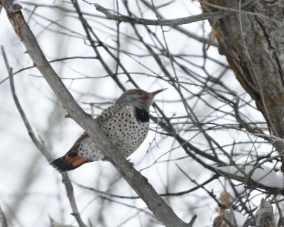 Northern Flicker (Male Red-shafted)
