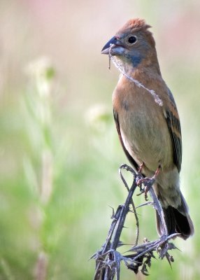 Blue Grosbeak  (Female)