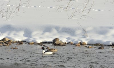 Ducks on the Yampa River