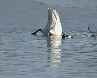 Ring-necked Duck (with Trumpeter Swan)