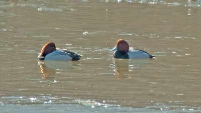 Redhead Ducks (Males)