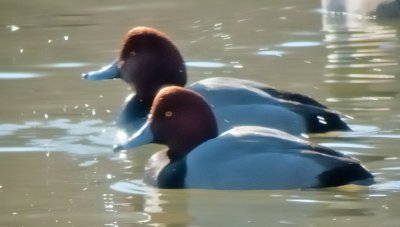 Redhead Ducks (Males)