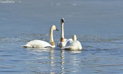 Trumpeter Swans