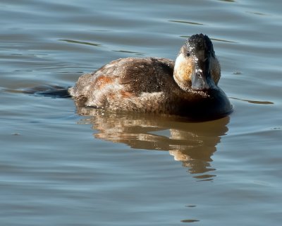Ruddy Duck (Male)