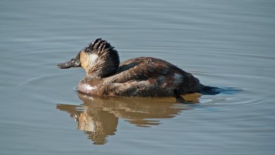 Ruddy Duck (Male)