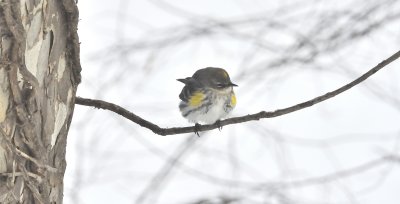 Yellow-rumped Warbler (Male)