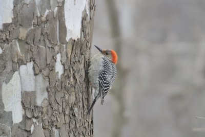 Red-bellied Woodpecker (Female)