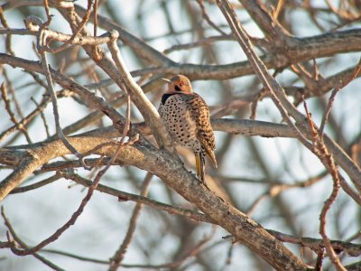 Northern Flicker (Male Yellow-shafted)