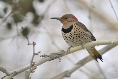 Northern Flicker (Female Yellow-shafted)