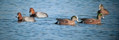 Redheads and Wigeons