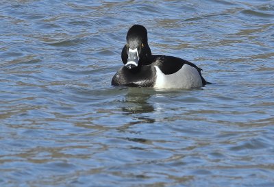 Ring-necked Duck (Male)
