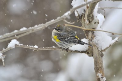 Virginia's Snow Warbler