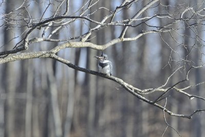 Belted Kingfisher (Male) with dinner!