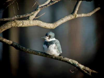 Belted Kingfisher (Male)