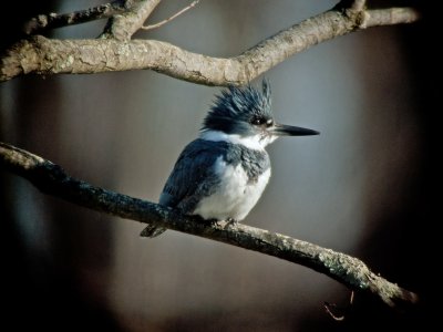 Belted Kingfisher (Male)