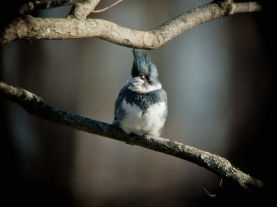 Belted Kingfisher (Male)