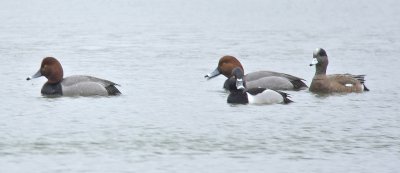 Redheads Widgeon Ringneck Ducks