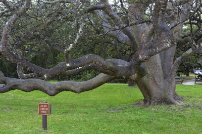 Gumbo Limbo Tree