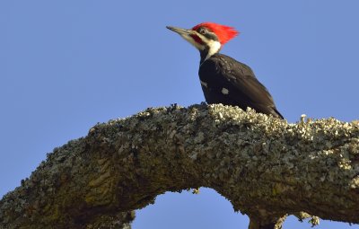 Pieliated Woodpecker (Male)