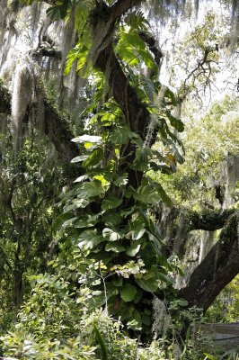 Florida's West Coast Plant Diversity