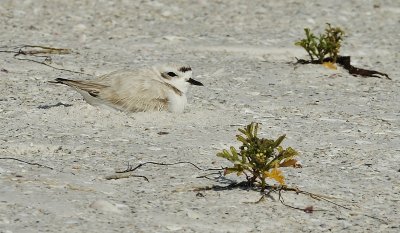 Snowy Plover sitting on her egg(s)