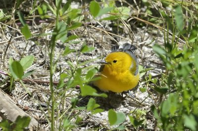 Prothonotary Warbler (Female)