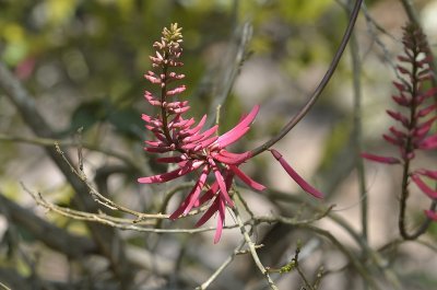 Naked Coral Tree