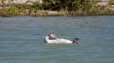 Mr. Loon enjoying Gulf Waters