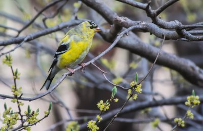 American Goldfinch (Male)